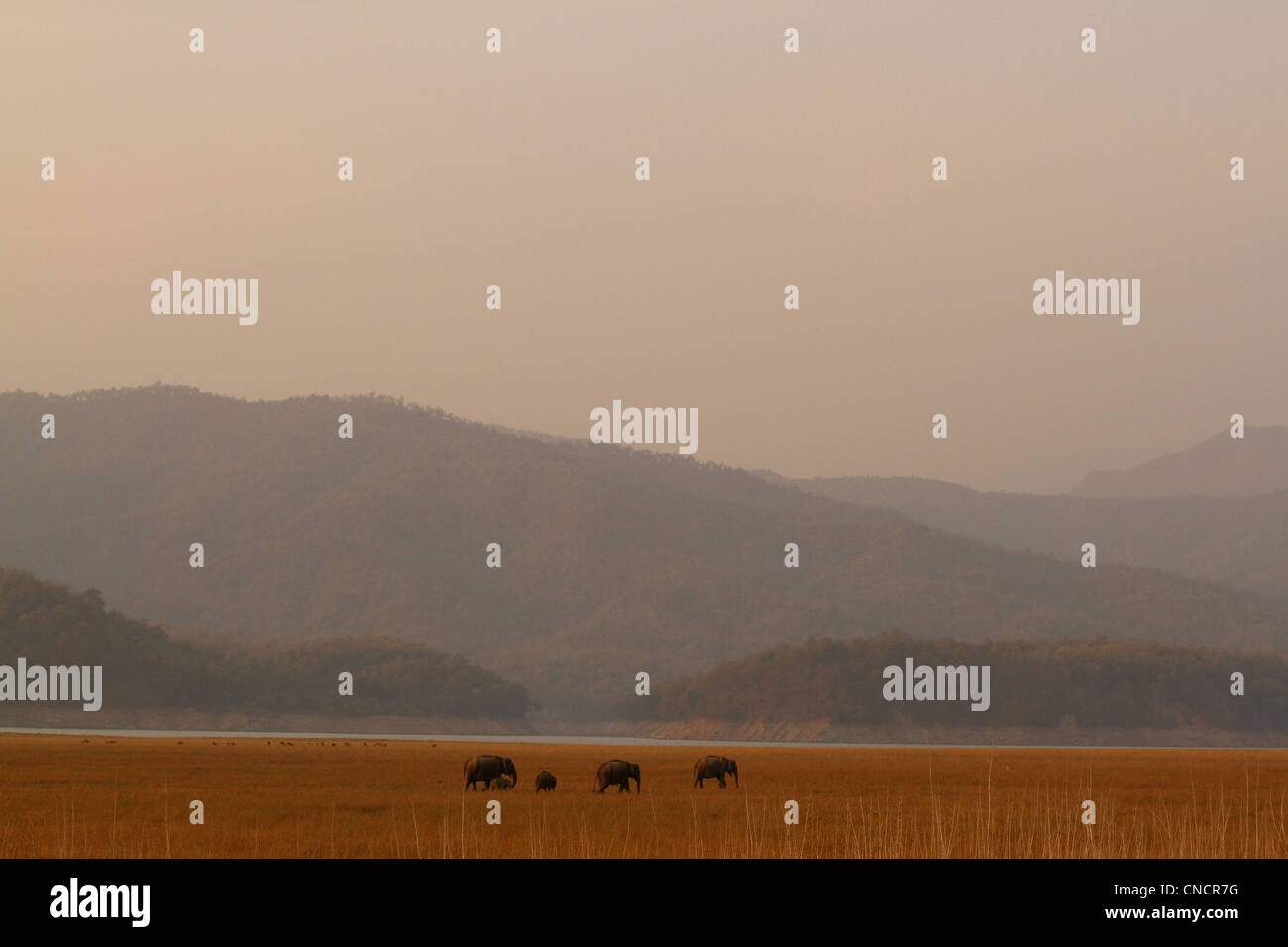 Asiatische Elefanten im Corbett-Nationalpark Stockfoto