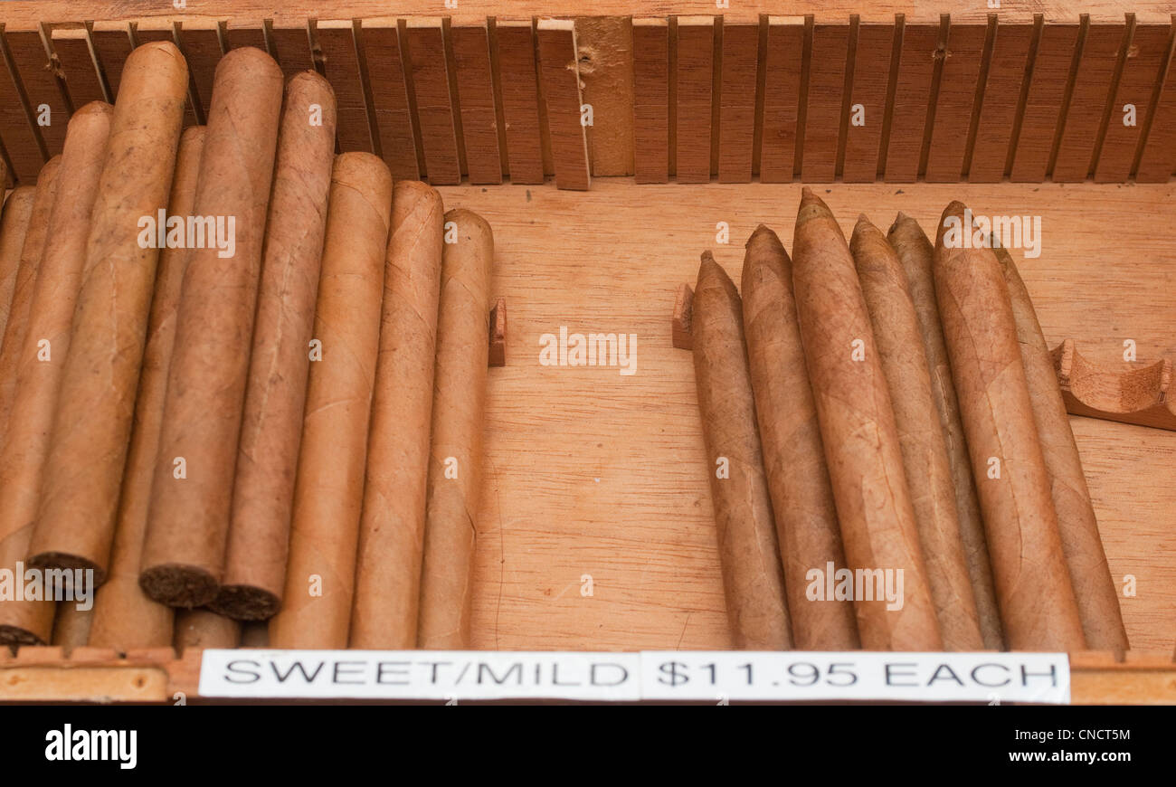 und machte Zigarren zum Verkauf. Fest des San Gennaro Stockfoto