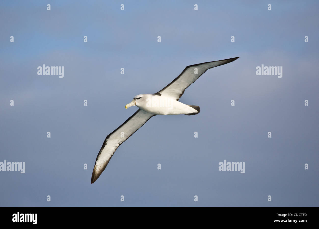 Schüchterner Albatros (Diomedia Cauta) in der Nähe von Auckland-Inseln im südlichen Ozean zwischen Neuseeland und der Antarktis. Stockfoto