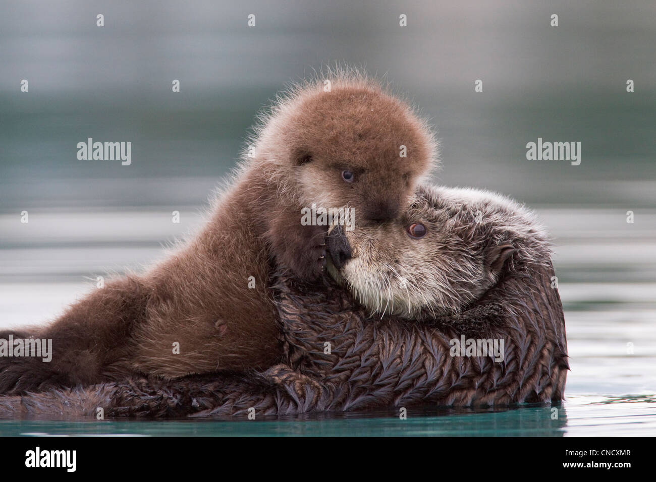 Weiblich-Sea Otter Holding neugeborenen Welpen aus Wasser, Prinz-William-Sund, Yunan Alaska, Winter Stockfoto
