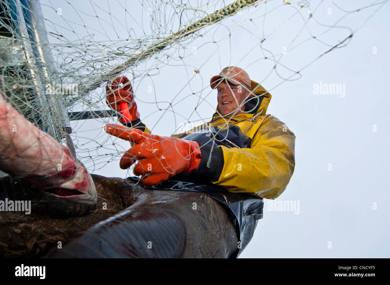 Berufsfischer holt Sockeye Lachs aus einem Schleppnetz an einem Set Netto Standort im Naknek River, Bristol Bay, Alaska, Sommer Stockfoto