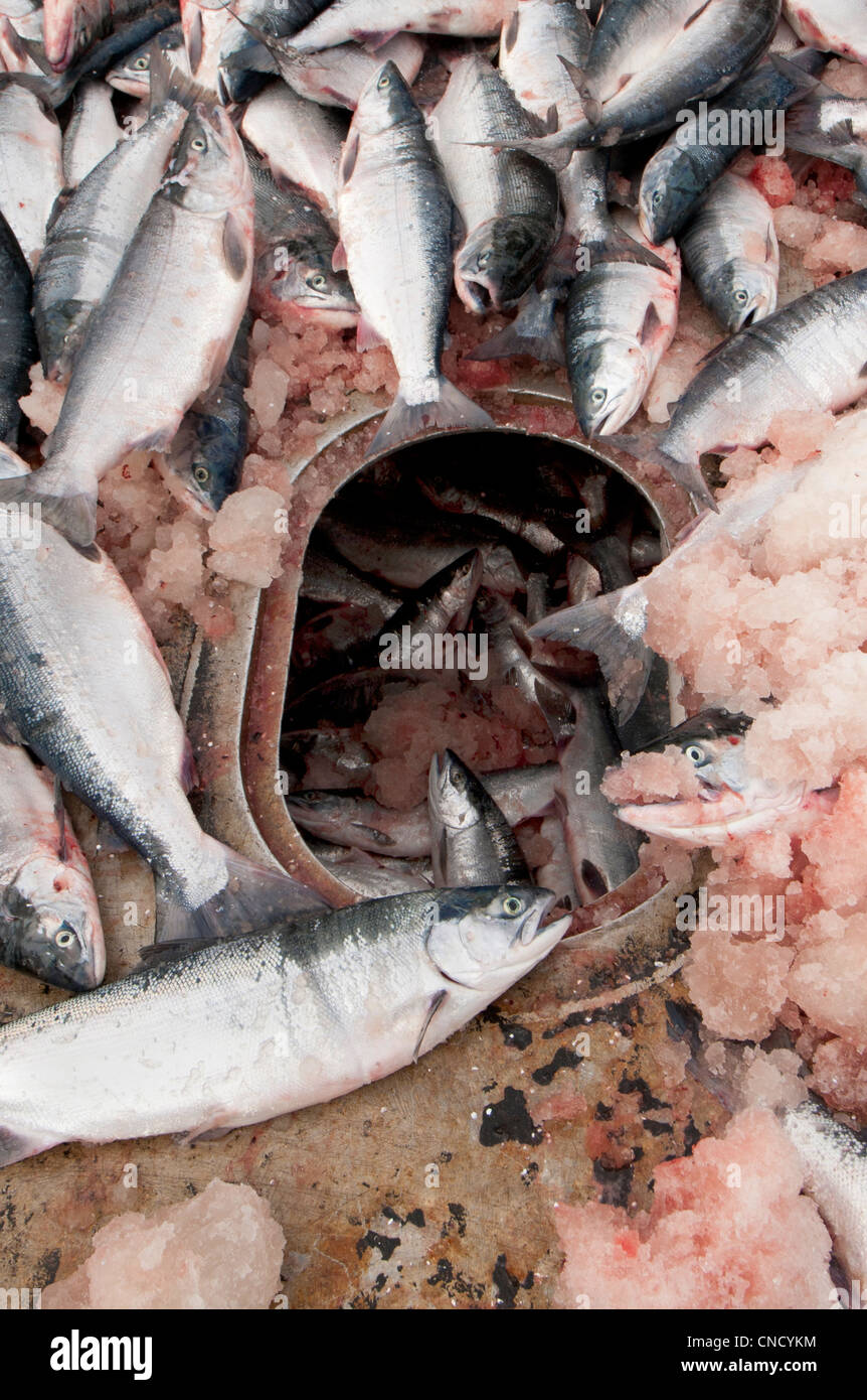 Sockeye Lachs häufen sich auf dem Deck eines Angebots während des Wartens auf im Kühlhaus Frachtraum, Bristol Bay, Alaska nach unten gedrückt werden Stockfoto