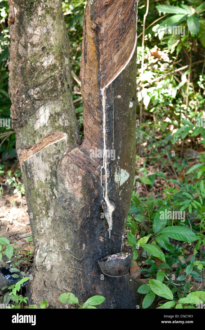 Gummibaum Ernte auf Koh Yao Noi in Thailand, Asien Stockfotografie - Alamy