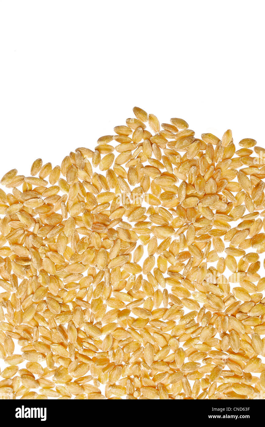 Weizen, Einkorn Monococco Samen, Triticum Monococcum L. Stockfoto