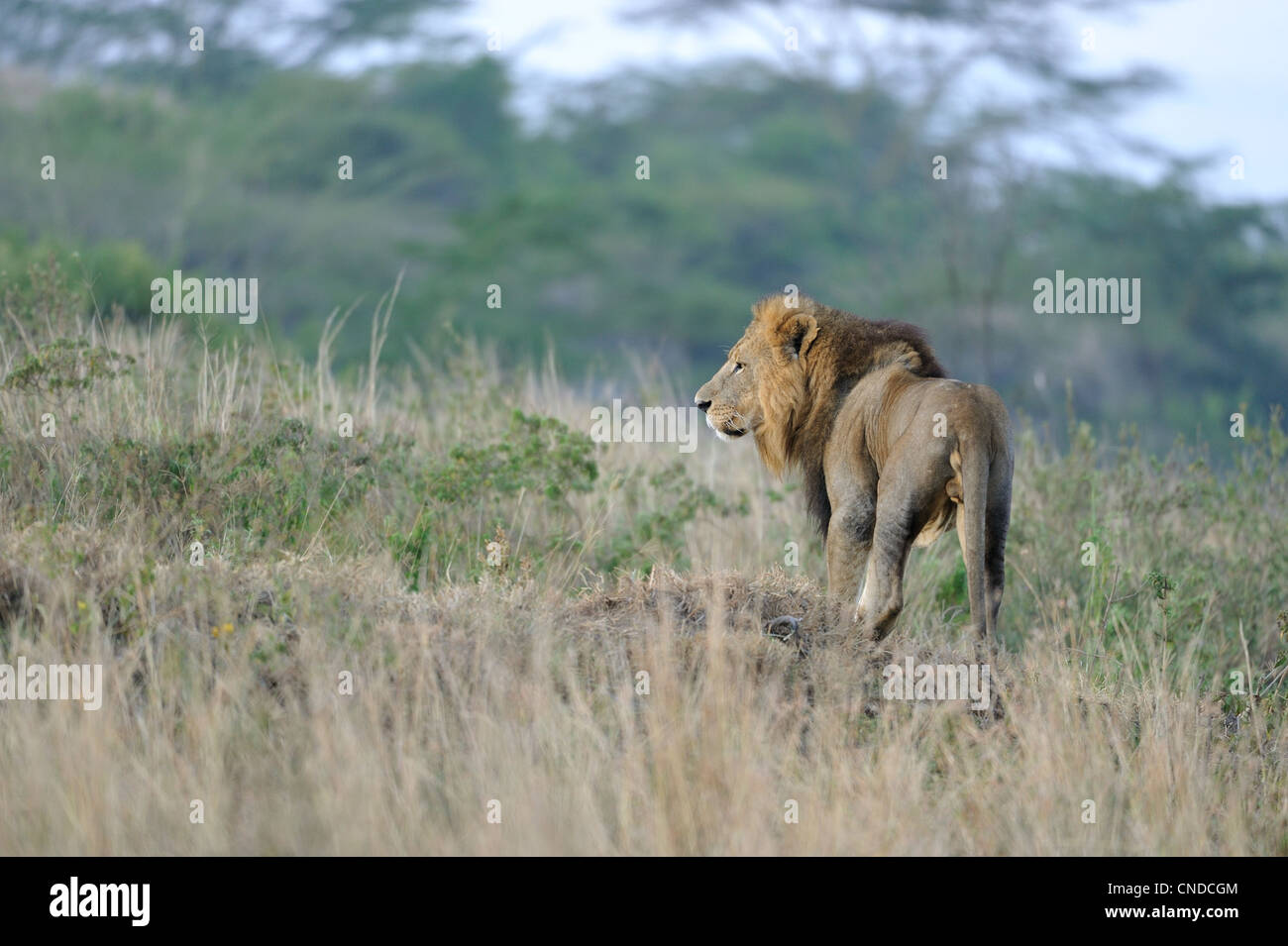 East African Lion - Massai-Löwe (Panthera Leo Nubica) männlich stehend in den Rasen Nakuru NP - Kenia - Ost-Afrika Stockfoto