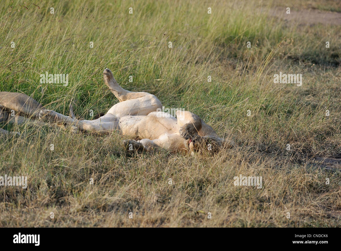 East African Lion - Massai-Löwe (Panthera Leo Nubica) weiblich schlafen auf dem Rücken in der Savanne Masai Mara - Kenia Stockfoto
