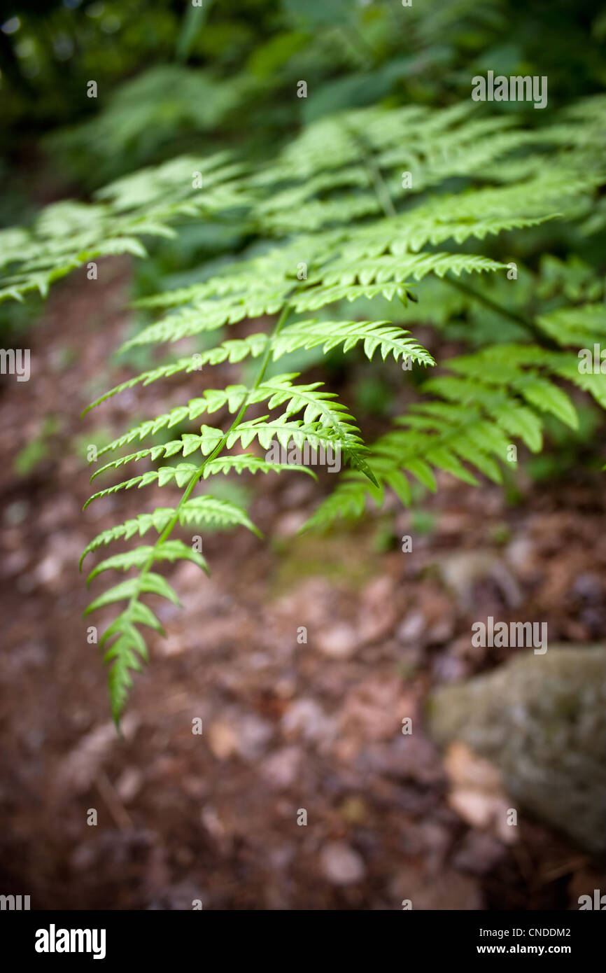 Nahaufnahme von einigen ausgewachsenen Wald Farn Blätter mitten im Wald. Geringe Schärfentiefe. Stockfoto