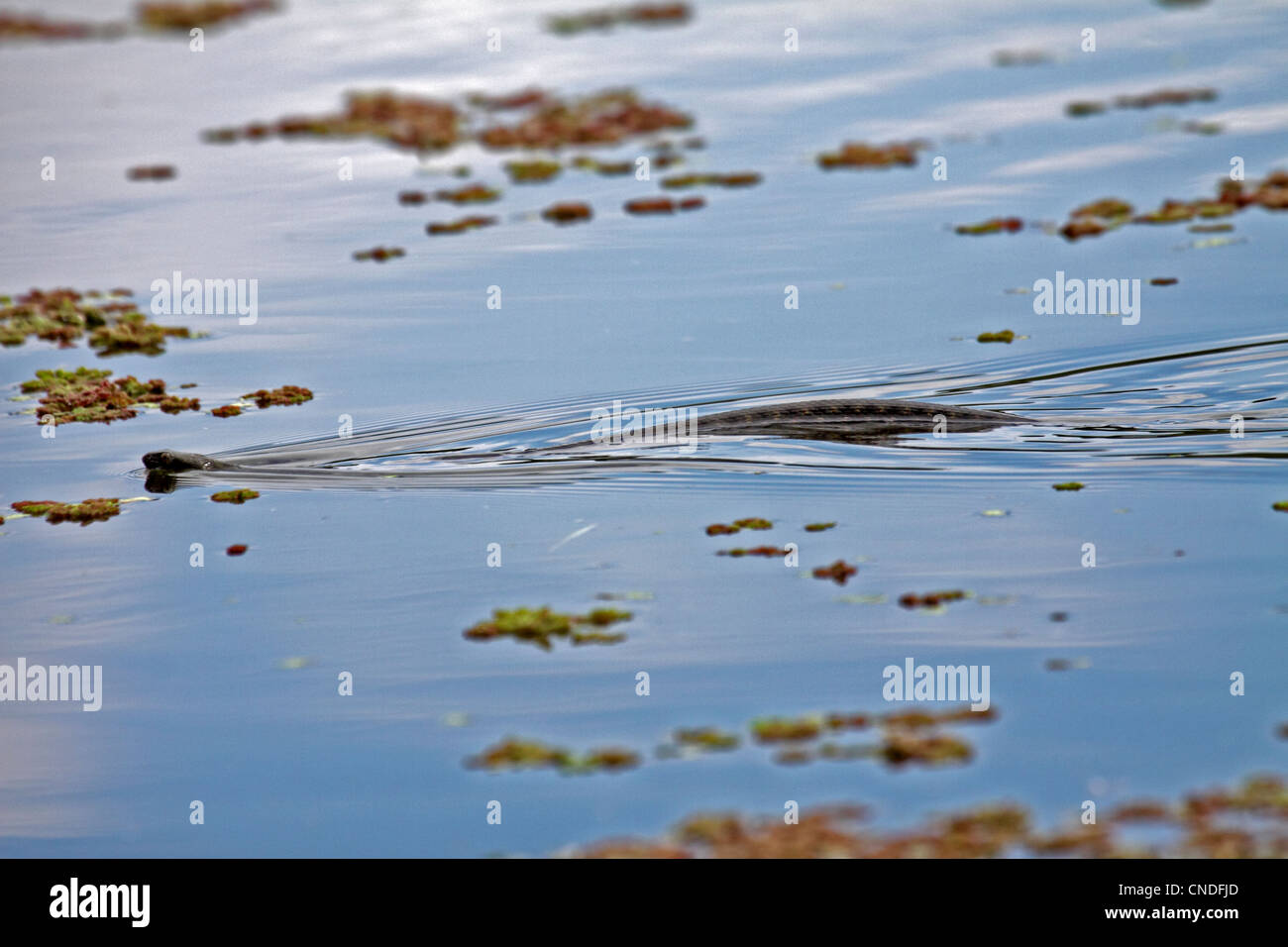 Eine Schlange, Schwimmen im See Kirkini In Nordgriechenland Stockfoto