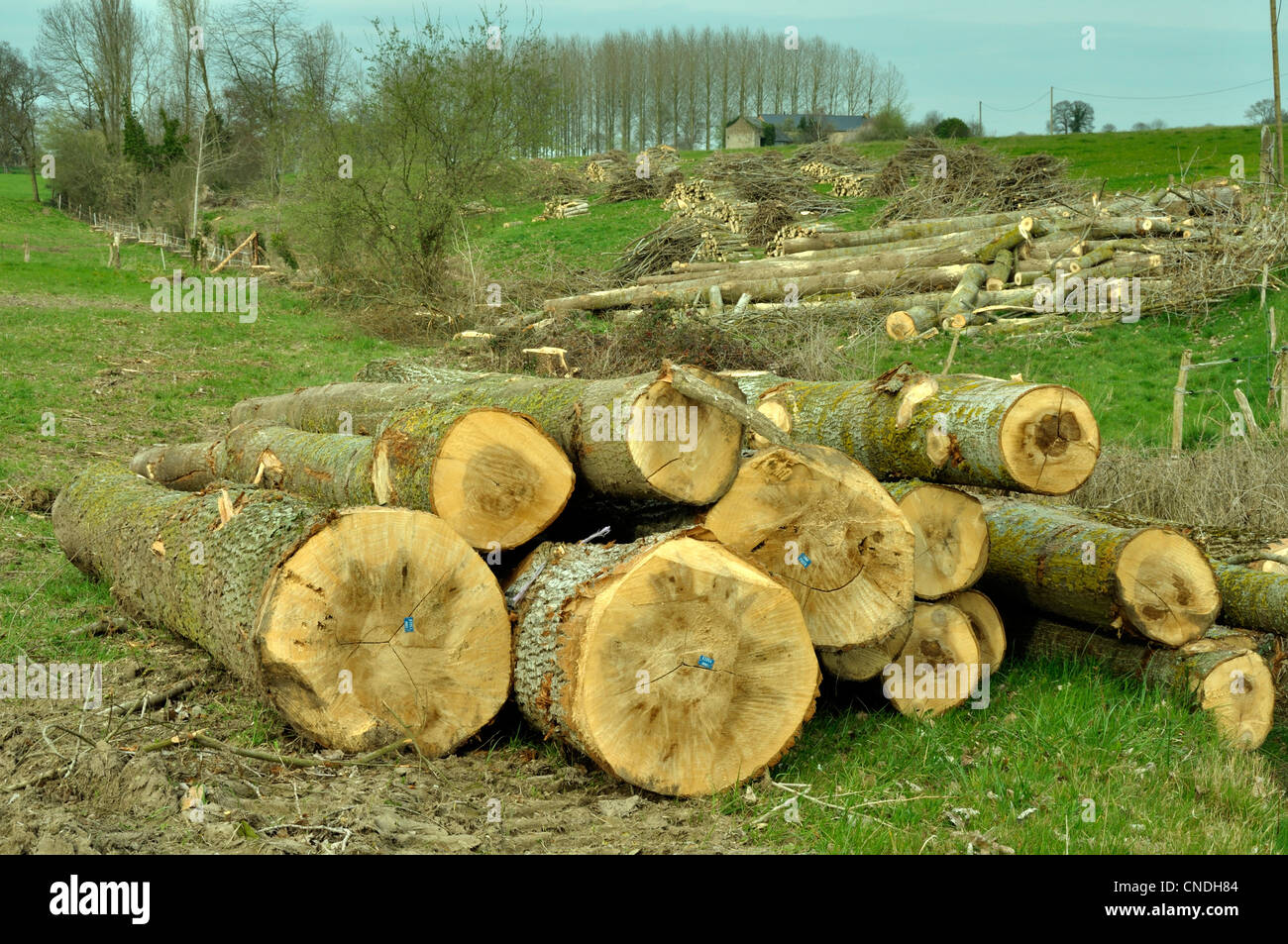 Stämme der Pappeln. Stockfoto