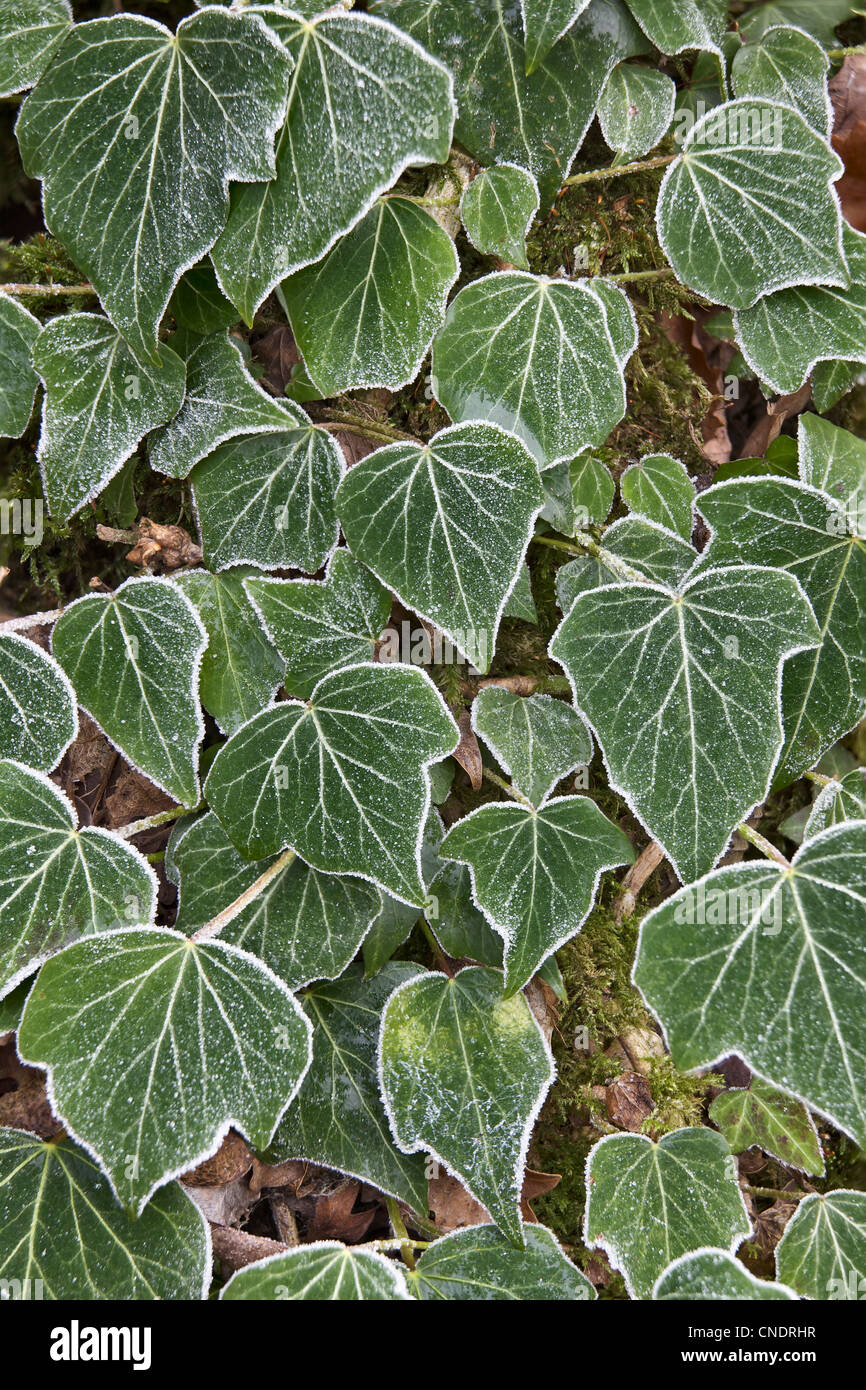 Efeu mit frost -Fotos und -Bildmaterial in hoher Auflsung  Alamy