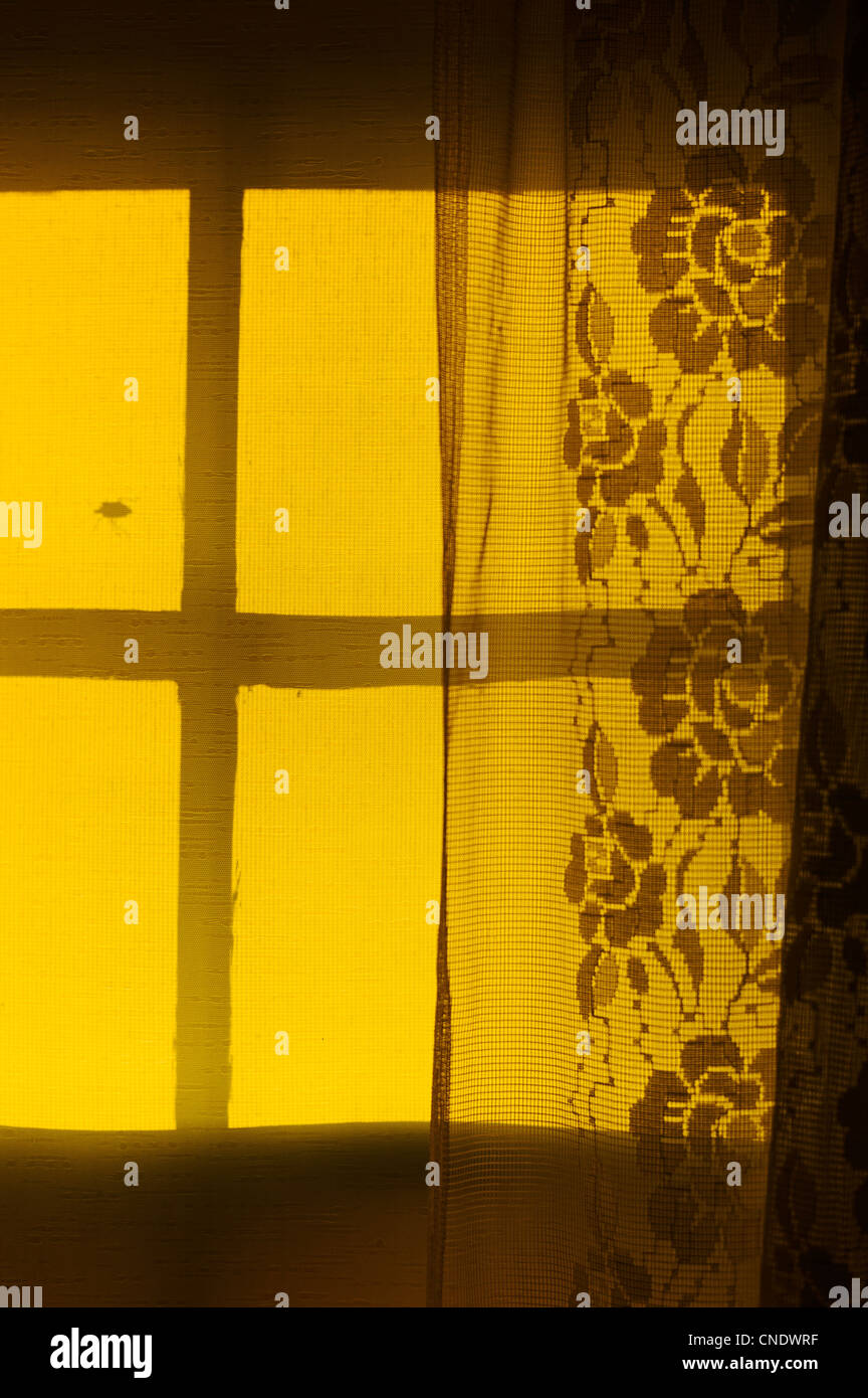 Insekt kriecht über eine hinterleuchtete Spitzevorhang beleuchtet von der untergehenden Sonne Stockfoto