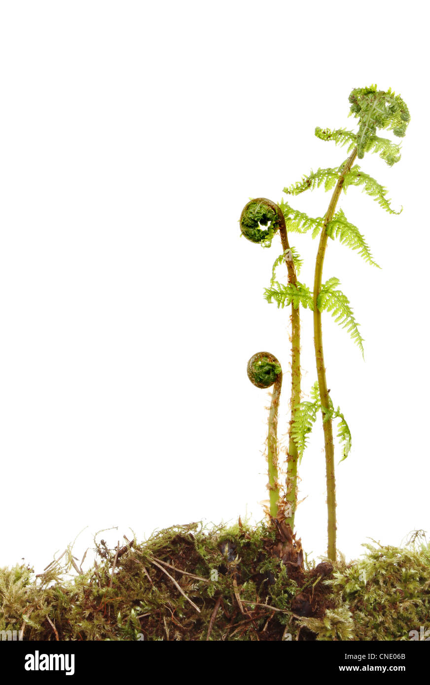 Frische junge Farn Wedel wachsen von Moos bedeckten Boden mit weißen textfreiraum auf der linken Seite Stockfoto