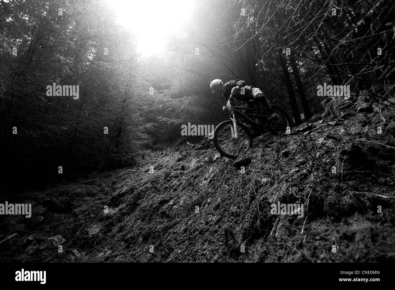 Ein Mountainbiker fährt eine schlammige Böschung in der Forstwirtschaft in Südwales hinunter, wie er in der 661 Schwerkraft-Enduro-Serie konkurriert. Stockfoto
