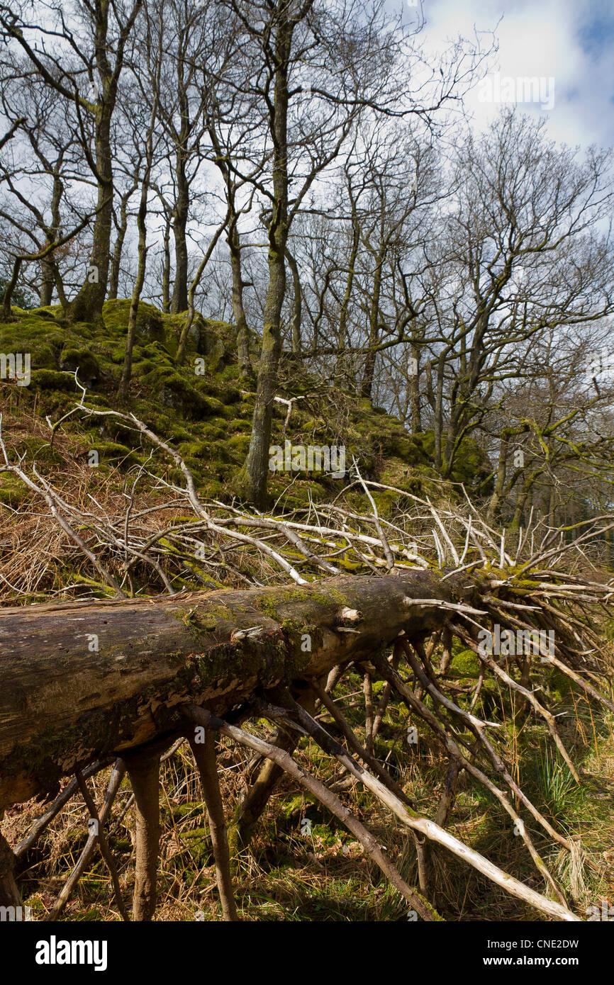 Umgestürzten Baum im Lodore Holz Seenplatte Stockfoto
