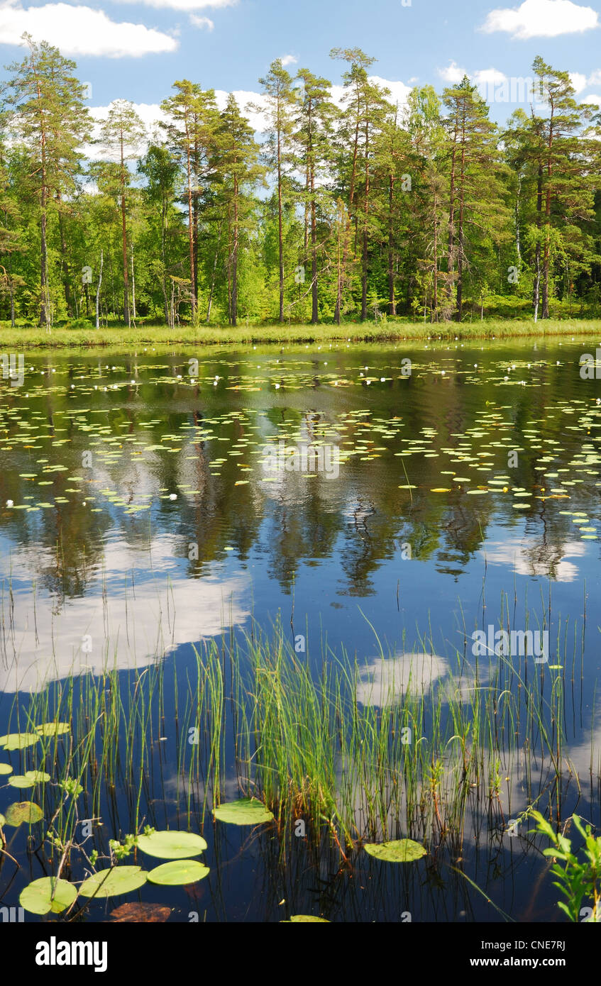 Waldsee in Sommer Skandinavien Stockfoto