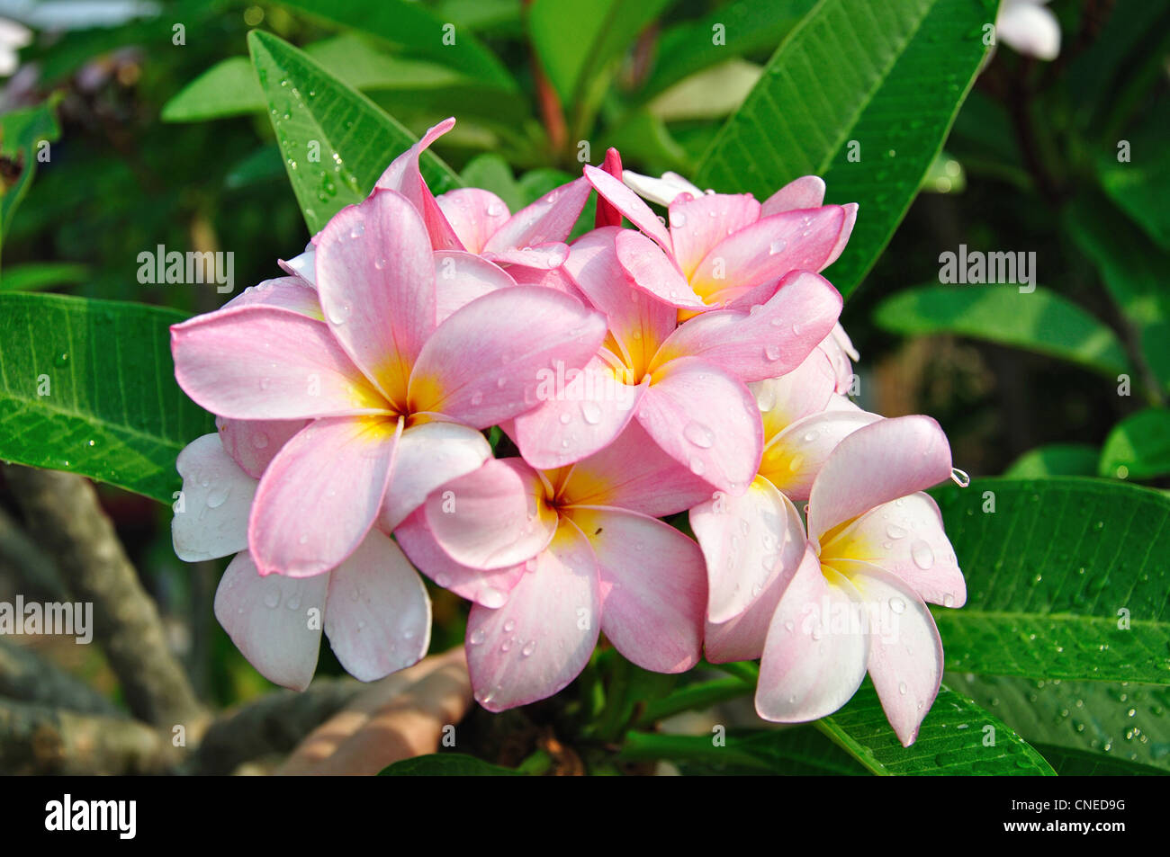 Rosa Frangipani (Plumeria) Blumen in Gärten, Damnoen Saduak District, Provinz Ratchaburi, Thailand Stockfoto