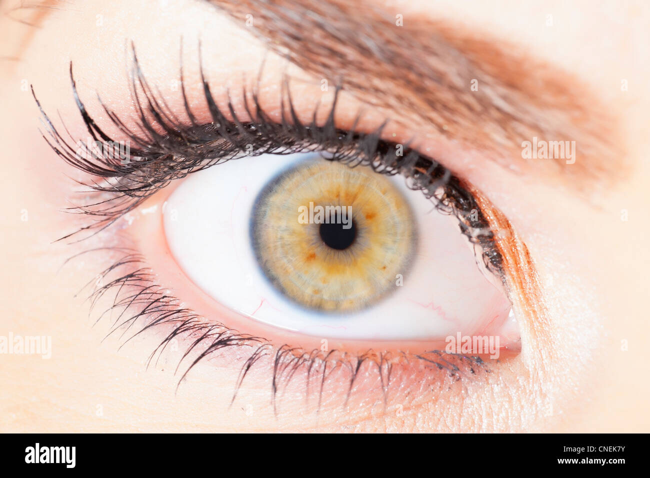 Nahaufnahme des menschlichen weiblichen Auges mit falschen Wimpern Stockfoto