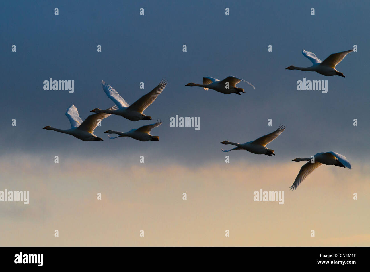 Herde von Singschwänen (Cygnus Cygnus) fliegen gegen einen dunklen Himmel, Ouse wäscht, Cambridgeshire Stockfoto