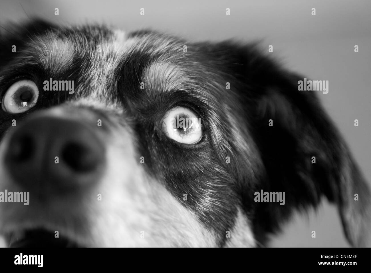 Tiere hautnah Hund, mit hellblauen Augen starrt intensiv Stockfoto