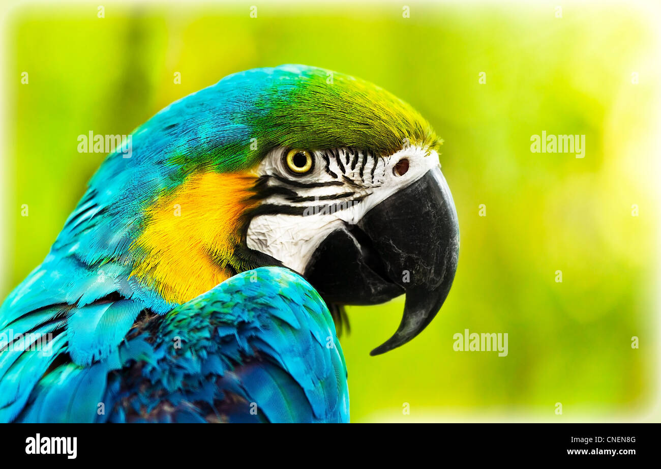 Exotisch bunten afrikanischen Ara Papagei, schöne Nahaufnahme auf Vogel Gesicht über natürlichen grünen Hintergrund, Vogelbeobachtung safari Stockfoto