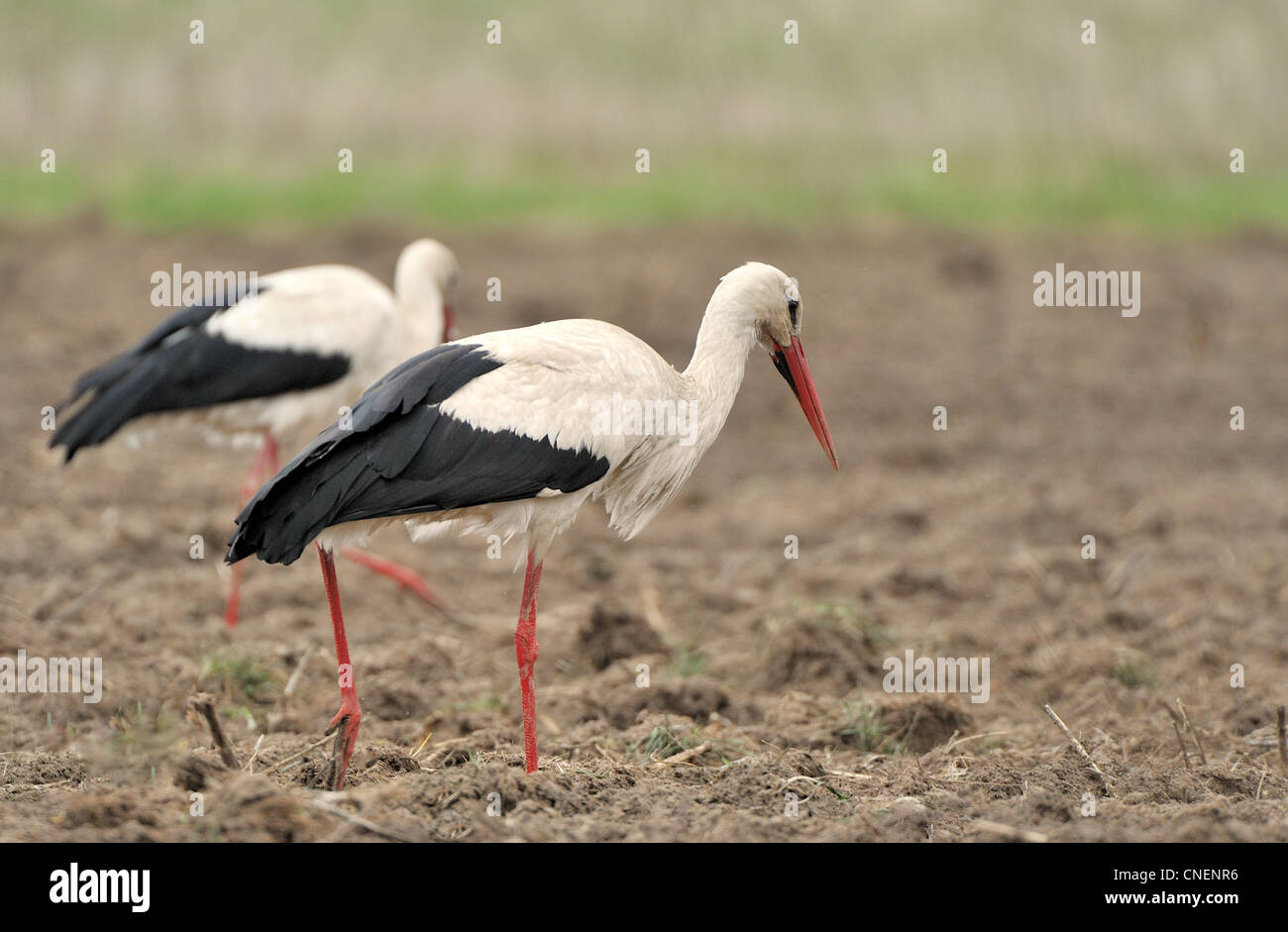 zwei Störche auf dem Gebiet Stockfoto