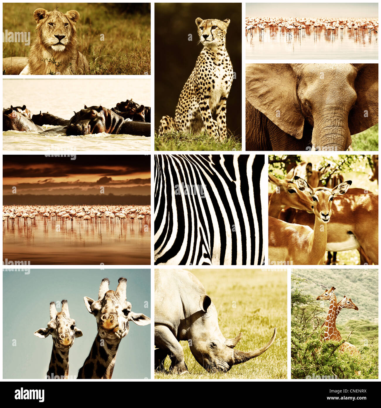 Afrikanische Wildtiere Safari Collage, große Gruppe von Fauna Vielfalt am afrikanischen Kontinent, natürliche thematische Sammlung Hintergrund Stockfoto