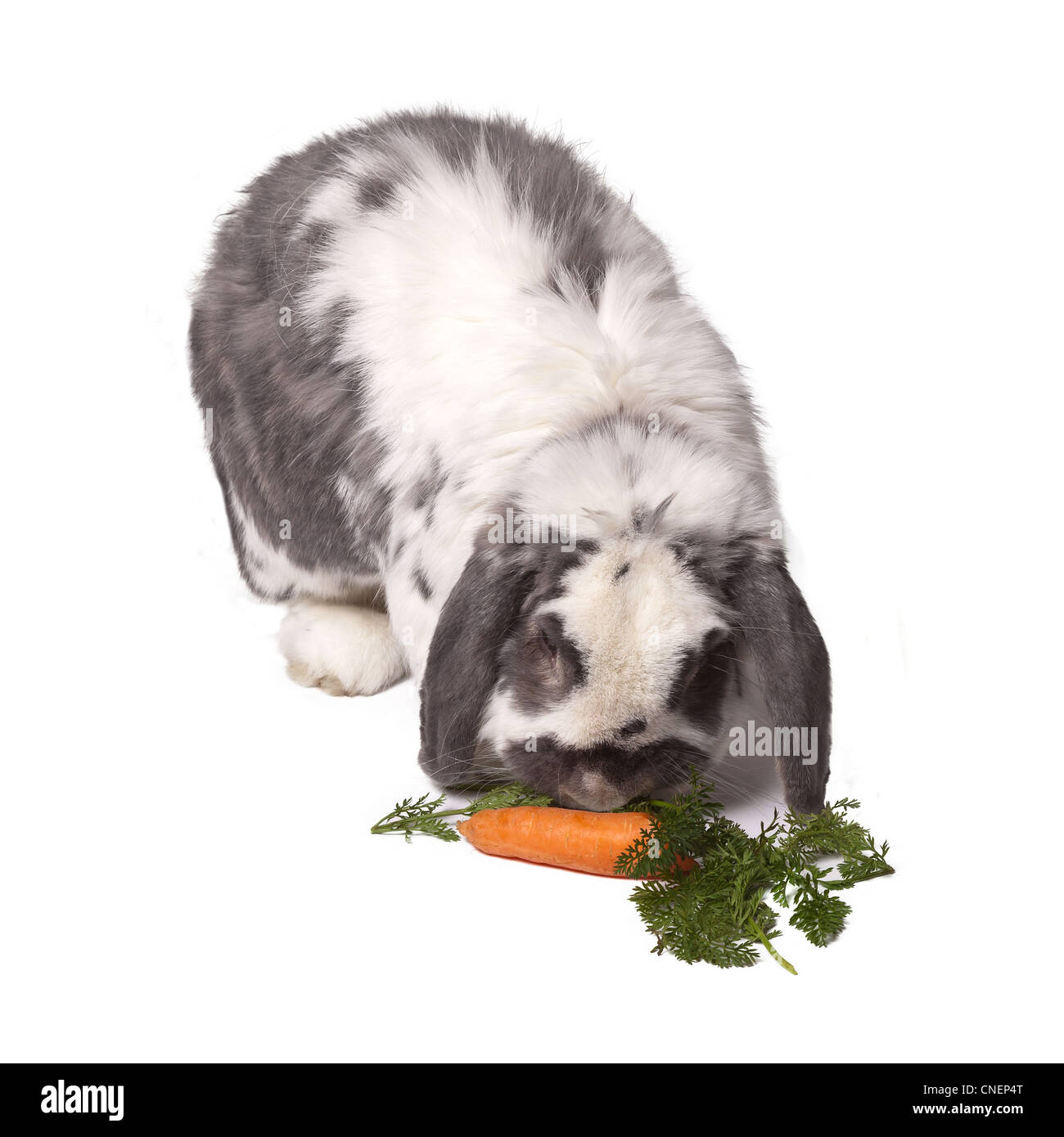 Süße grau und weiß Lop Eared Hase biegen ab, um Karotten und grünem Gemüse Essen auf weißem Hintergrund Stockfoto