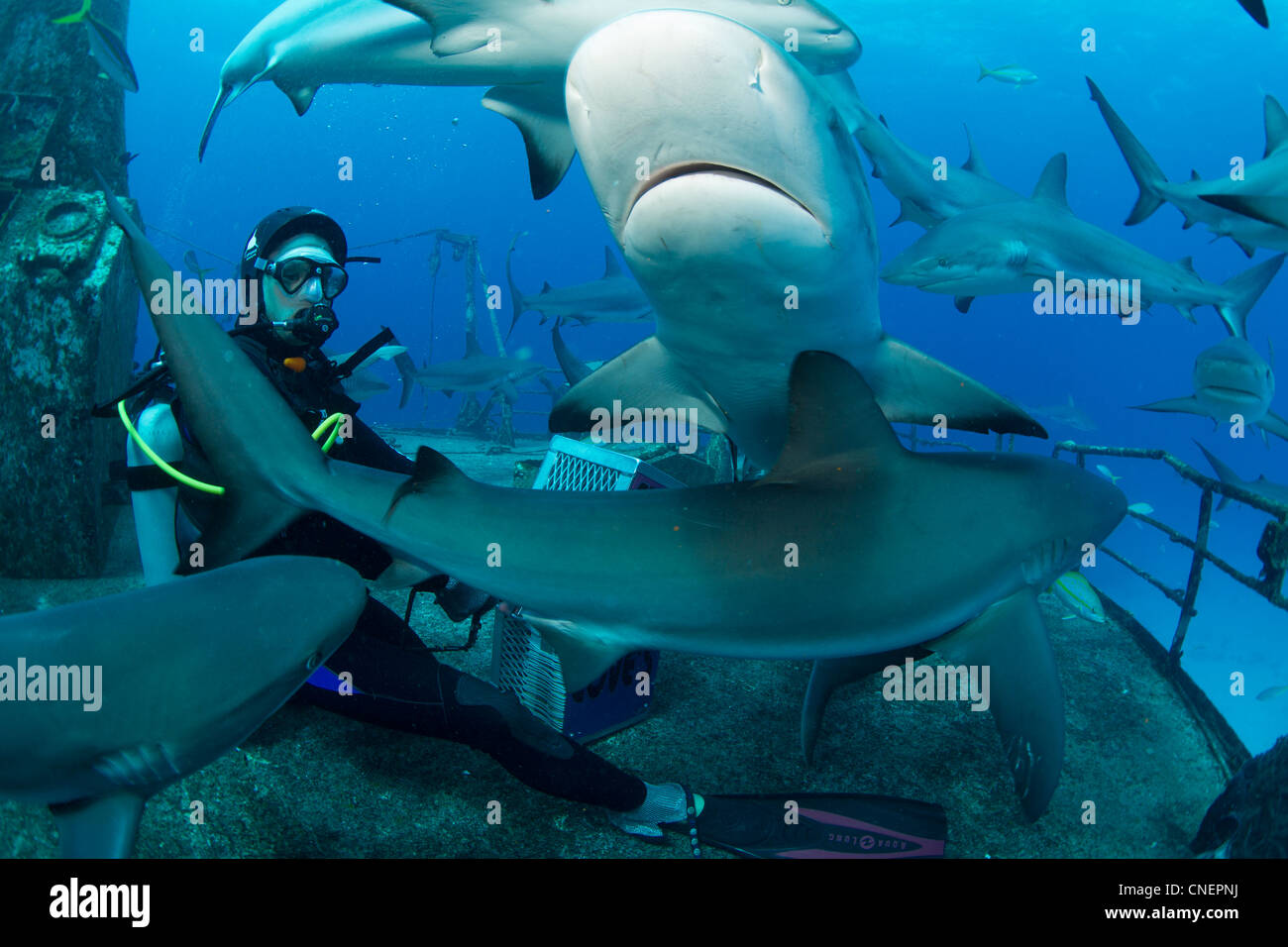 Shark Feeder und Karibische Riffhaie Stockfoto