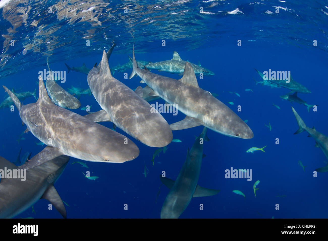 Karibische Riffhaie knapp unter der Oberfläche Stockfoto