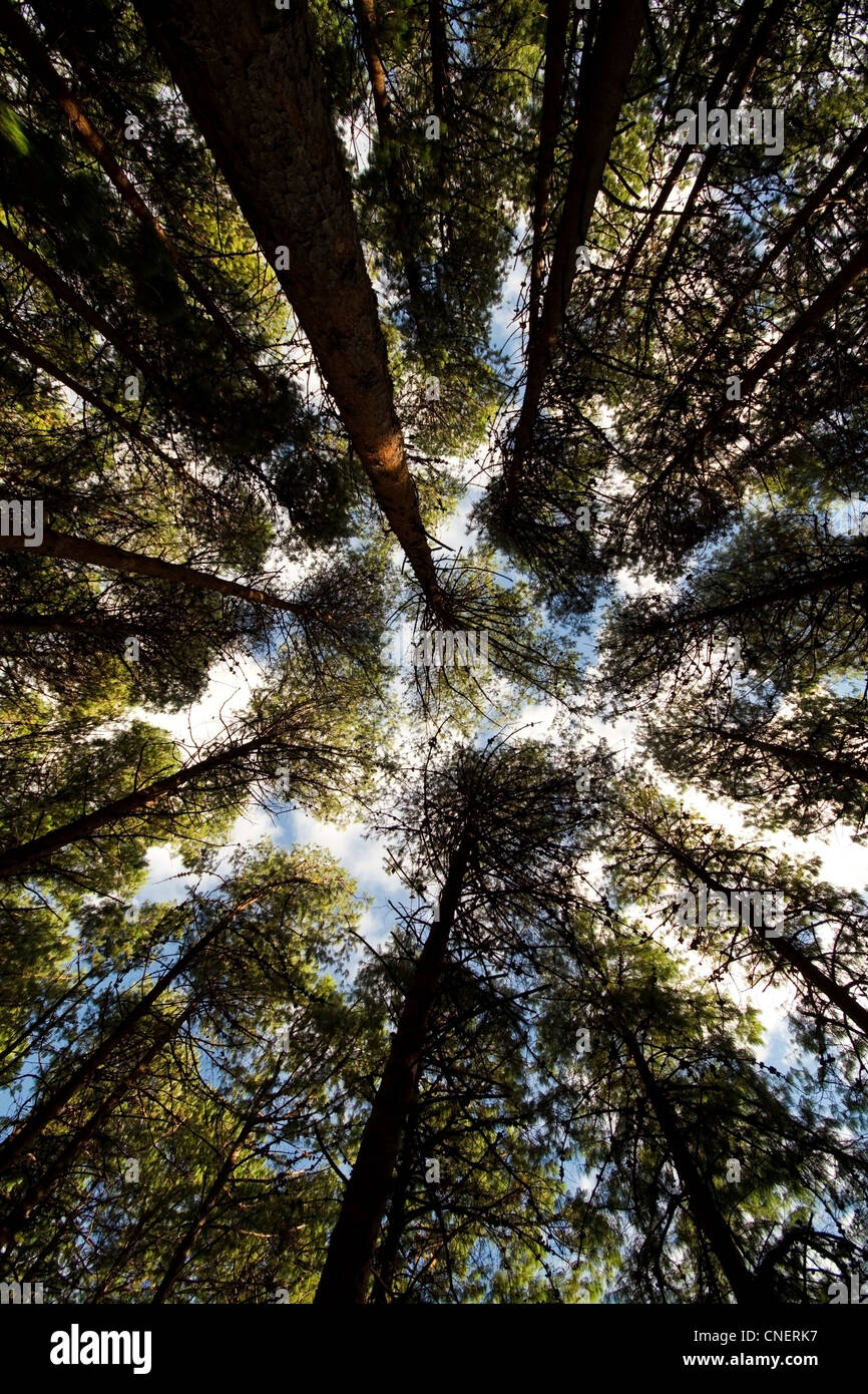 Nach oben in den Baumkronen eines Pinienwaldes in Mpumalanga, Südafrika