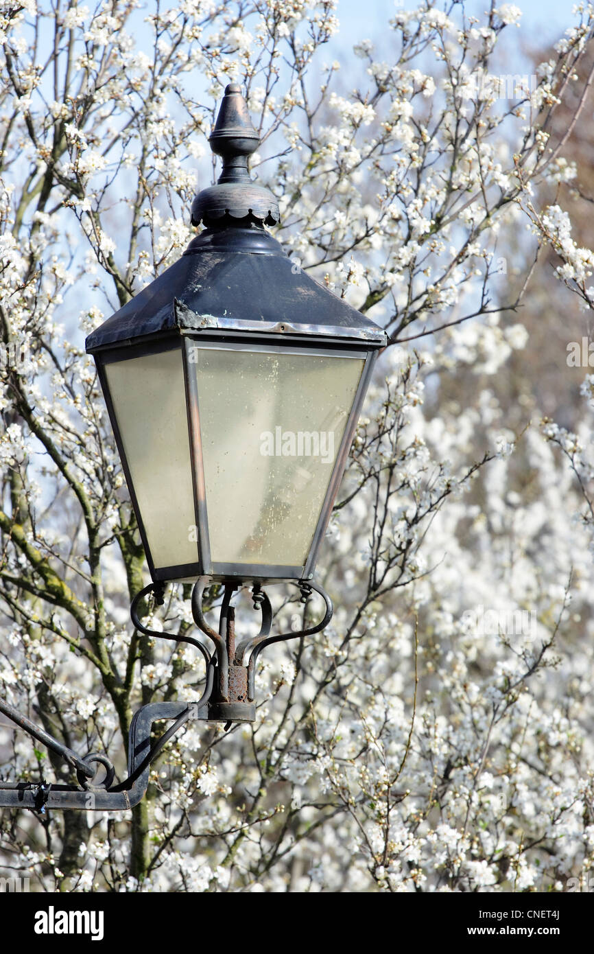 Eine Reproduktion viktorianischen Lampe (elektrisch) gegen einen blauen Himmel und Blüte. Stockfoto