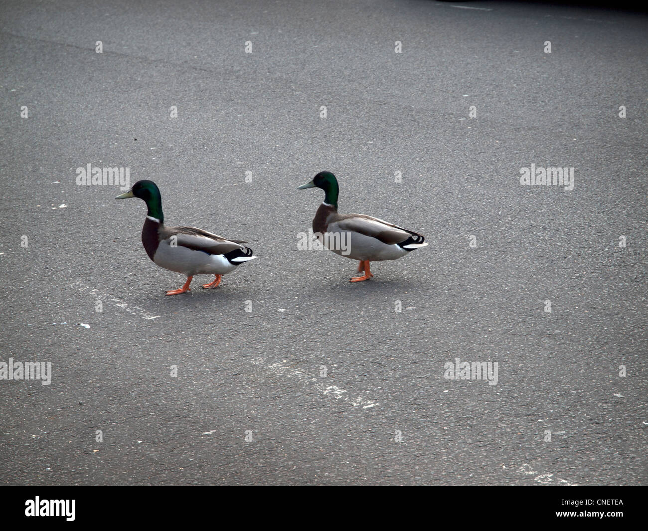 Zwei Enten überqueren Sie eine Straße Stockfoto