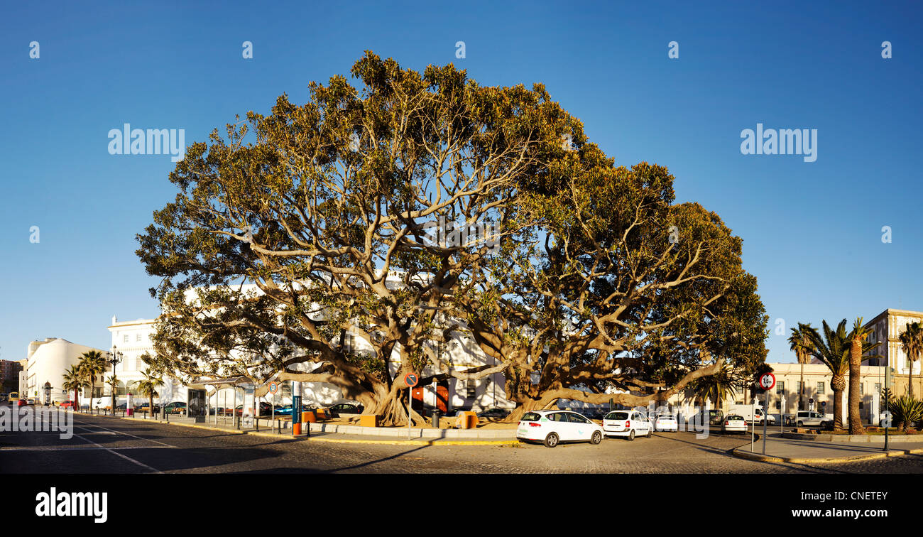 Zwei riesige Gummibäume 'Ficus Macrophylla' in Cadiz, Spanien Stockfoto
