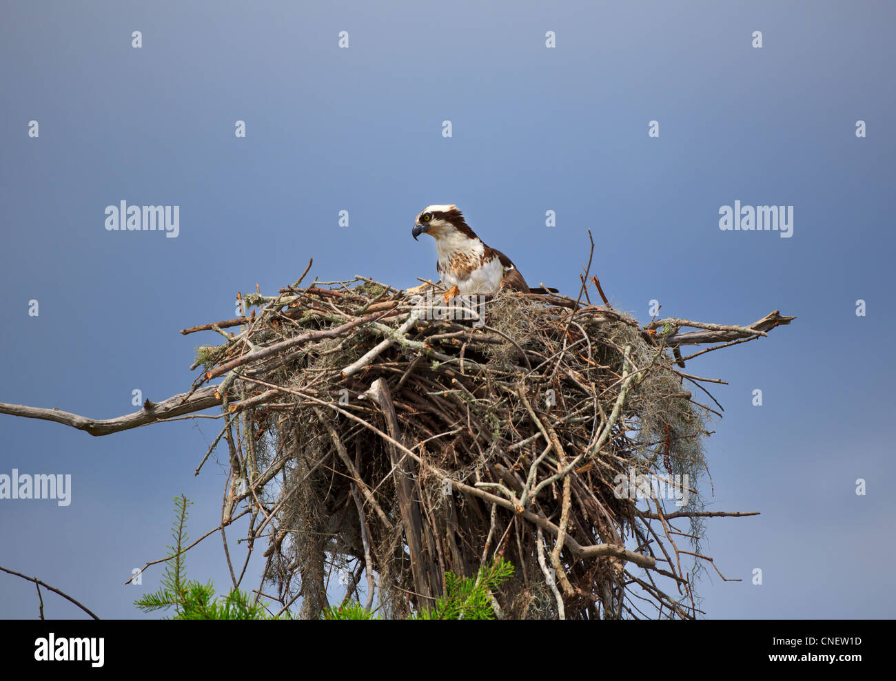 Fischadler Pandion Haliaetus. Frauen sitzen auf Nest in den Atchafalaya River Basin, Louisiana. Stockfoto
