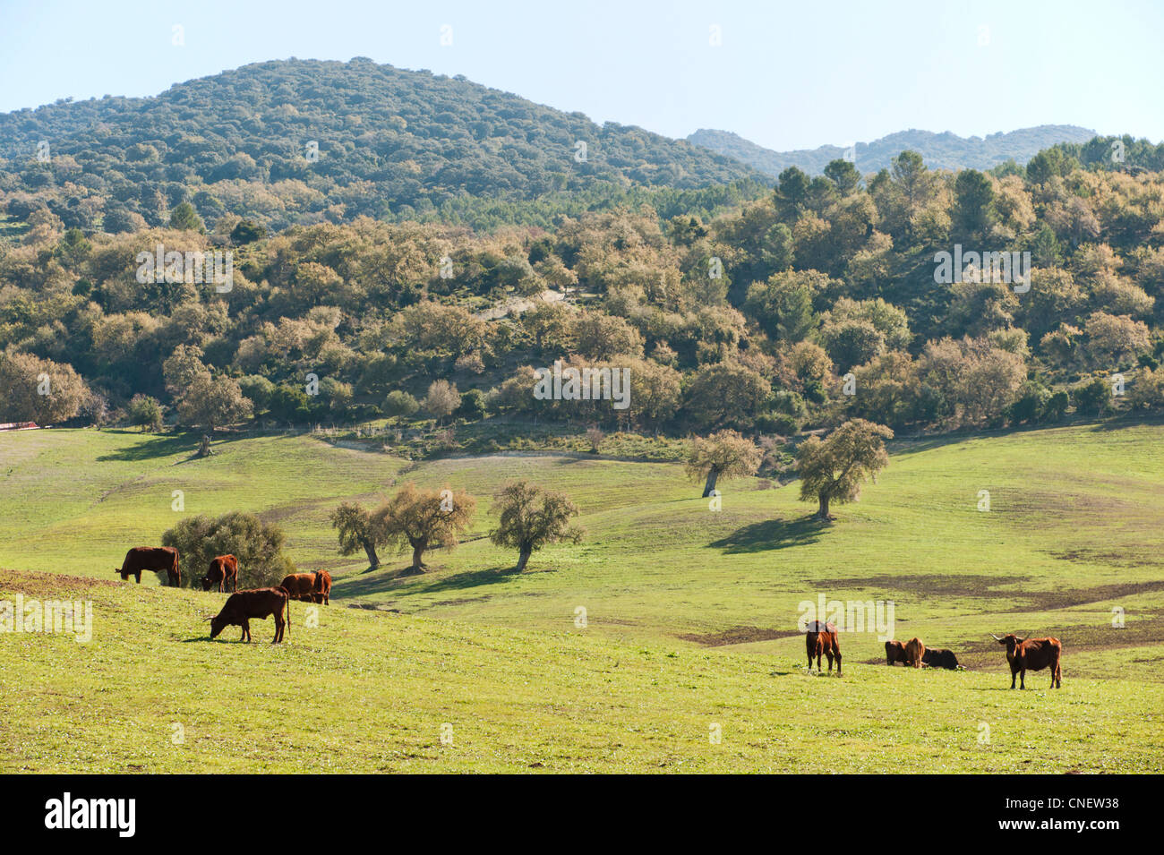 Kühe grasen auf den Wiesen in der Nähe von Arcos De La Frontera in Andalusien, Spanien Stockfoto