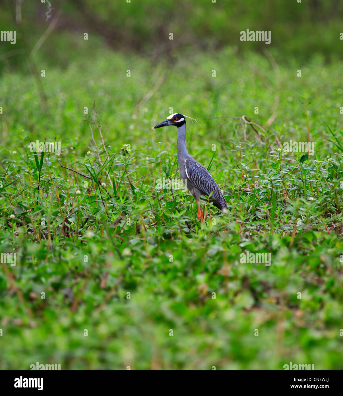 Gelb-gekrönter Nachtreiher, Nyctanassa Violacea in Zucht Gefieder in der Atchafalaya Swamp, Louisiana Stockfoto