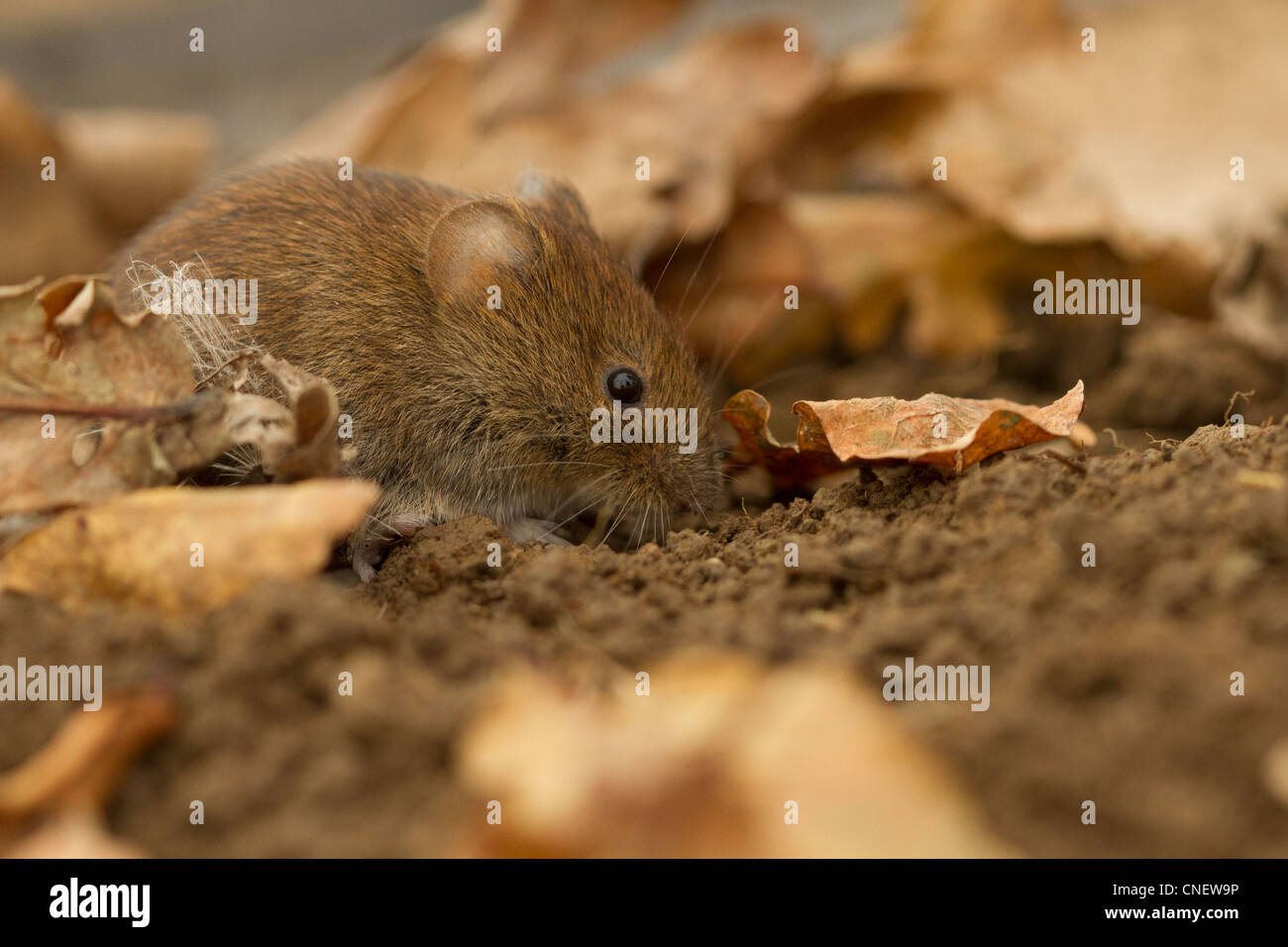 Bank Wühlmaus, Myodes Glareolus, (Captive) Stockfoto