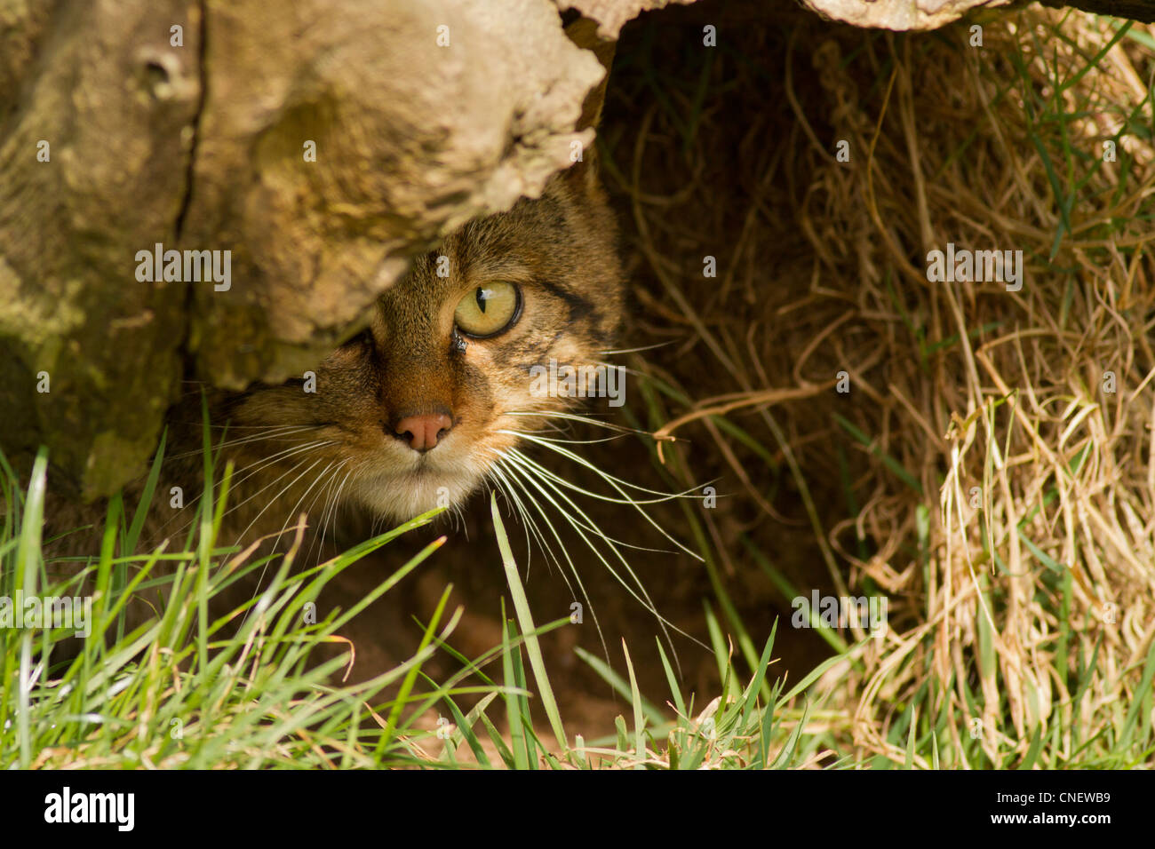 Europäische Wildkatze, Felis Silvestris Silvestris, (Captive) UK Stockfoto