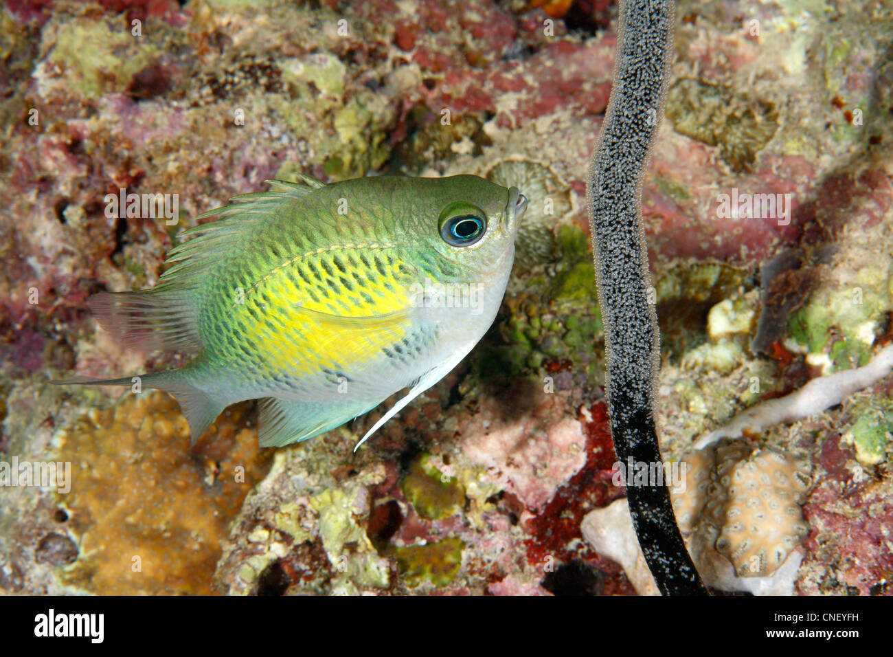 Männliche staghorn Riffbarsche oder Sergeant Major Fisch, Amblyglyphidodon Curacao tendenziell Eier auf einem toten Meer Peitsche gelegt. Stockfoto