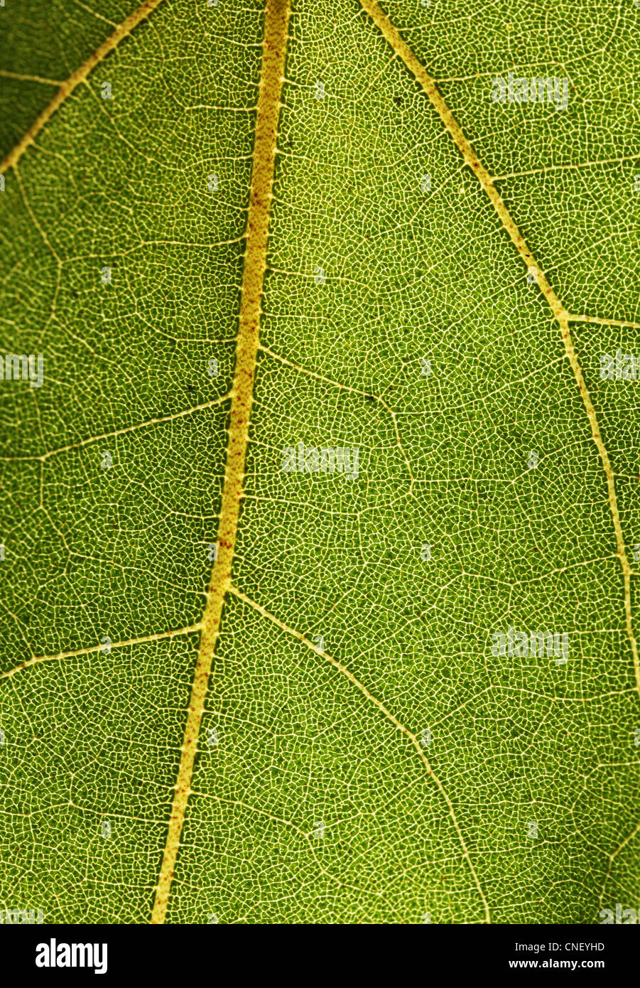 Hochdetaillierte Makrofoto eines Blattes zeigt Netz von Adern Stockfoto