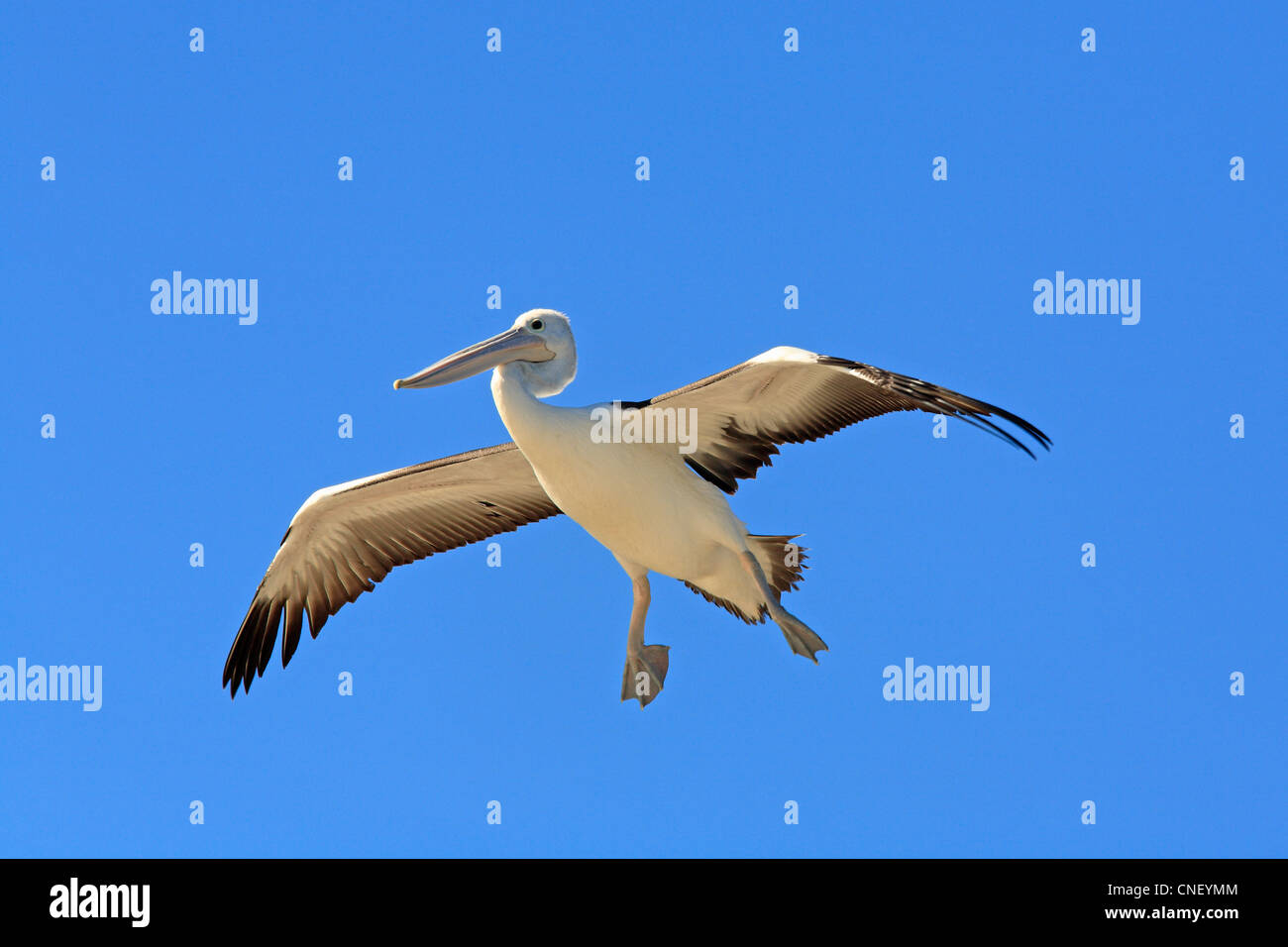 Australischer Pelikan, Pelecanus conspicillatus, im Flug mit einem blauen Himmel im Hintergrund. Stockfoto