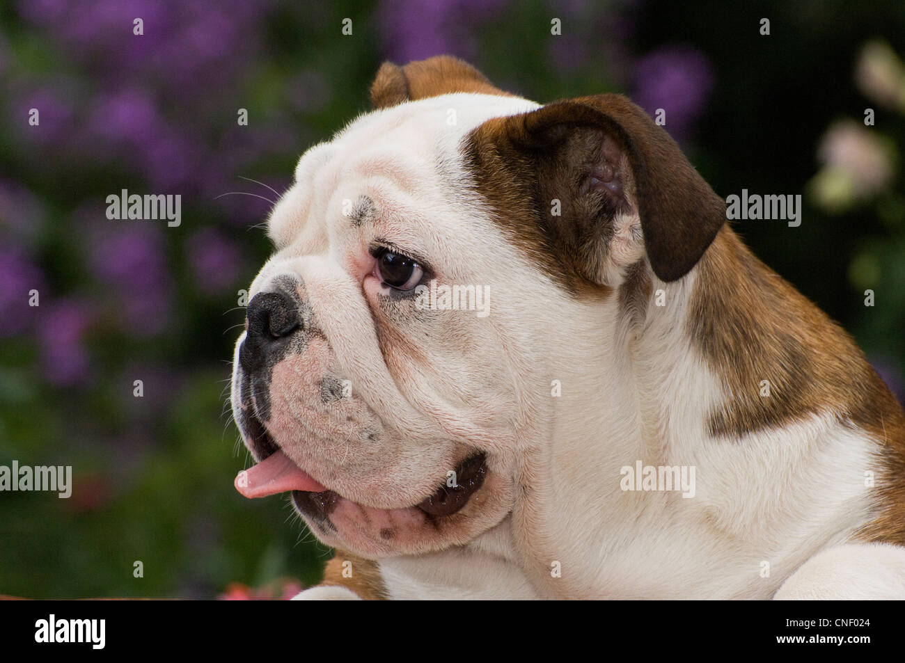 Englische Bulldogge Welpen-Kopfschuss Stockfoto