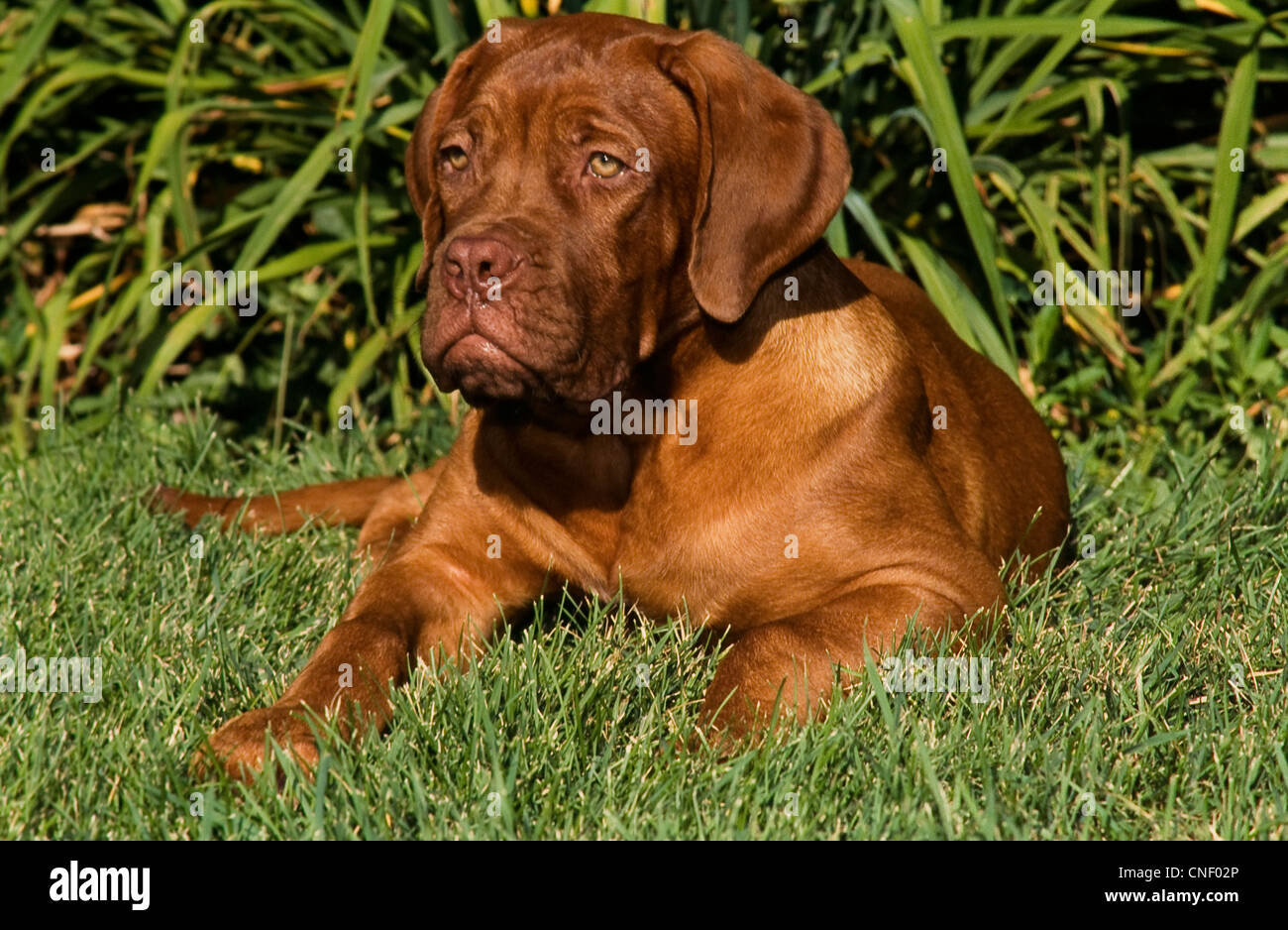 Dogge de Bordeaux liegend Stockfoto