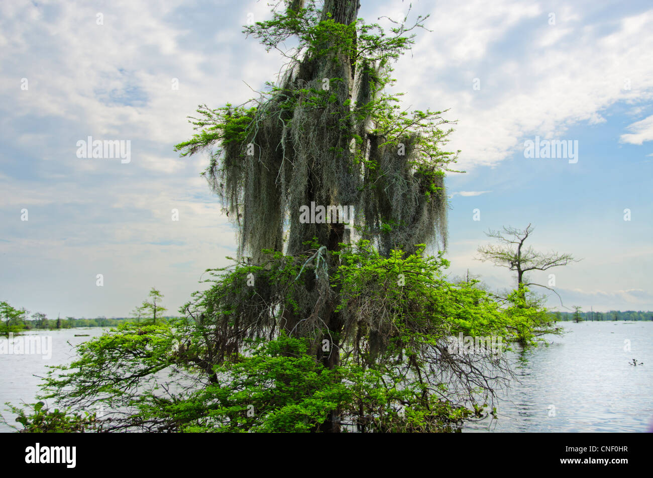 Kahle Zypresse, Taxodium Distichum, bedeckt mit spanischem Moos. Atchafalalaya Becken, Atchafalalaya Sumpf, Louisiana. USA, uns, Vereinigte Staaten Stockfoto