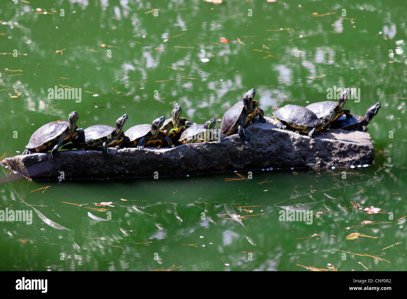 Schildkröten sonnen sich auf einem Felsen inmitten eines grünen Teiches Stockfoto