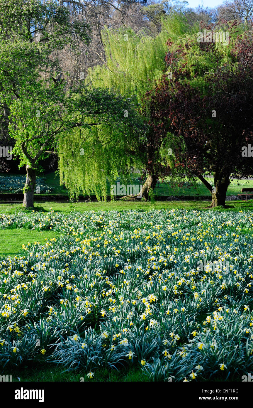 Frühling Narzissen blühen in Himley Park, eine 'Capability' Brown gestalteten Anwesen in den englischen Midlands Stockfoto