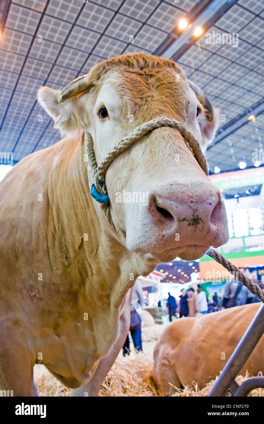 Charolaise Kühe auf Paris International Landwirtschaft Show - Frankreich Stockfoto