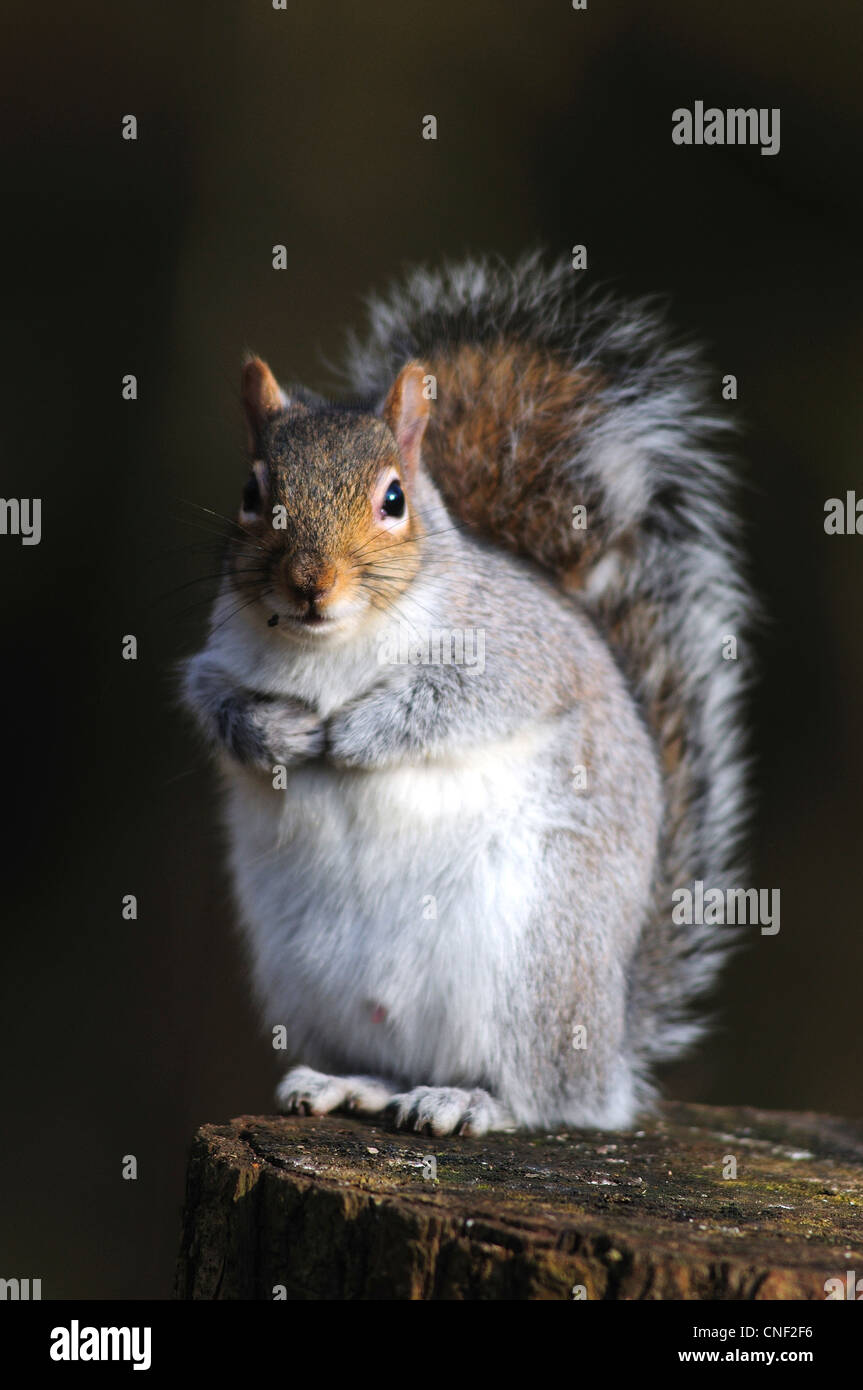 Eine graue Eichhörnchen sitzend auf einem Baumstamm UK Stockfoto