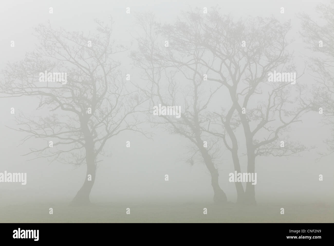 Silhouetten von Nebel eingehüllt Bäumen an einem nebligen Frühlingsmorgen in Yorkshire Stockfoto