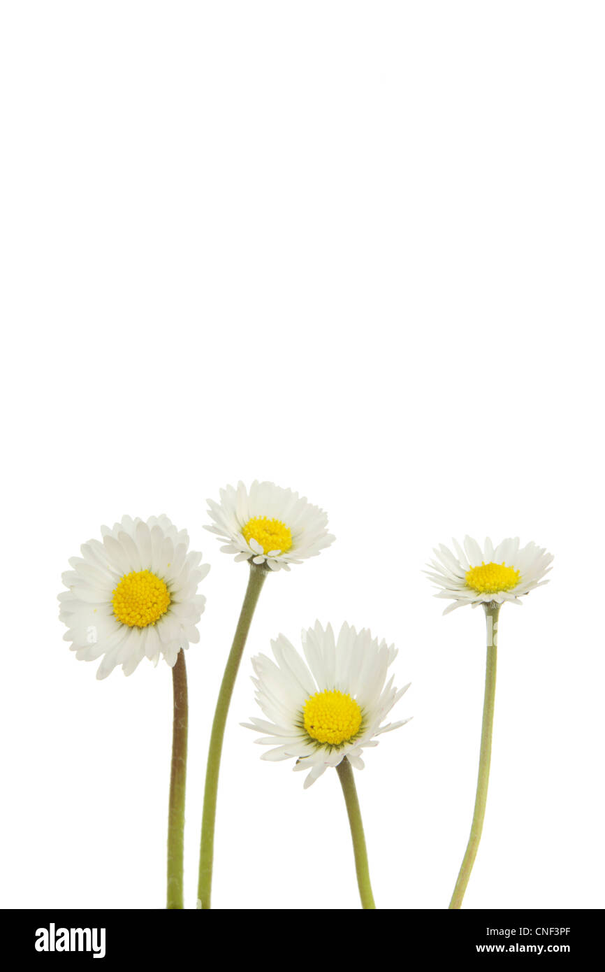 Gelbe und weiße Gänseblümchen auf weißem Hintergrund Stockfoto